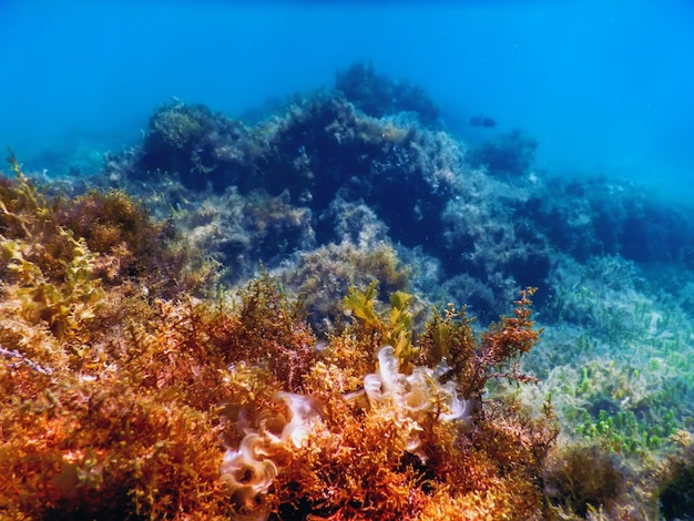 Alghe marine Alghe marine sott'acqua Alghe poco profonde