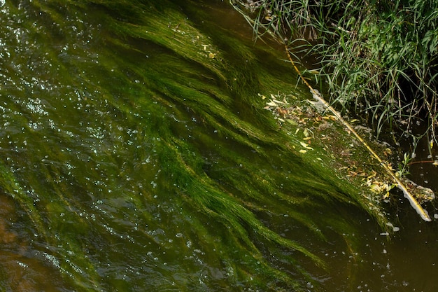 Alghe nel fiume in estate