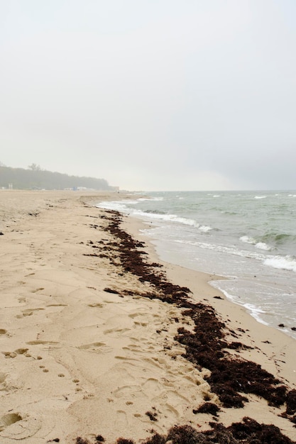 Alghe scartate spiaggia Mar Baltico durante la tempesta