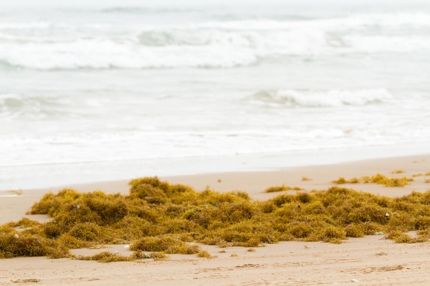 Alghe sulla spiaggia di South Padre Island.