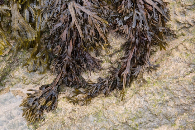 Alghe sulla spiaggia, Galizia, Spagna