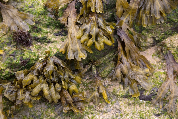 Alghe sulla spiaggia, Galizia, Spagna