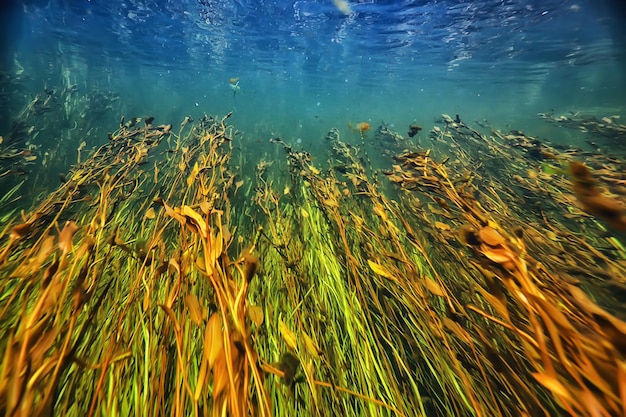 alghe verdi sott'acqua nel paesaggio fluviale paesaggio fluviale, ecologia natura