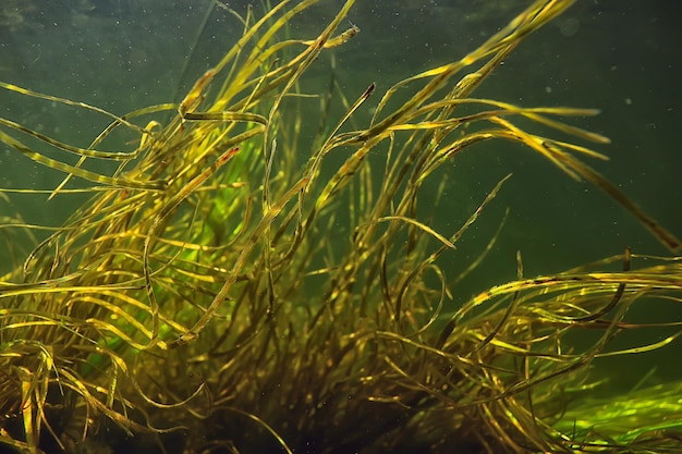 alghe verdi sott'acqua nel paesaggio fluviale paesaggio fluviale, ecologia natura