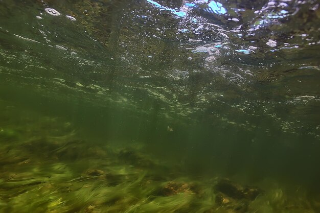 alghe verdi sott'acqua nel paesaggio fluviale paesaggio fluviale, ecologia natura