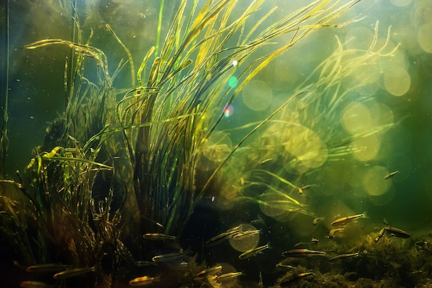 alghe verdi sott'acqua nel paesaggio fluviale paesaggio fluviale, ecologia natura