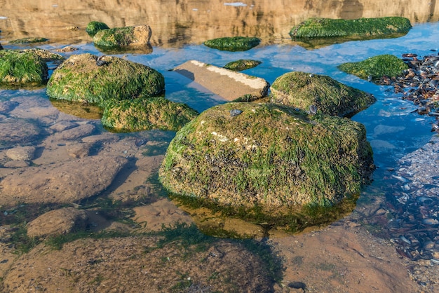 Alghe verdi sulle rocce sul bordo del mare
