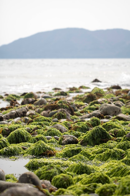 alghe verdi sulle rocce