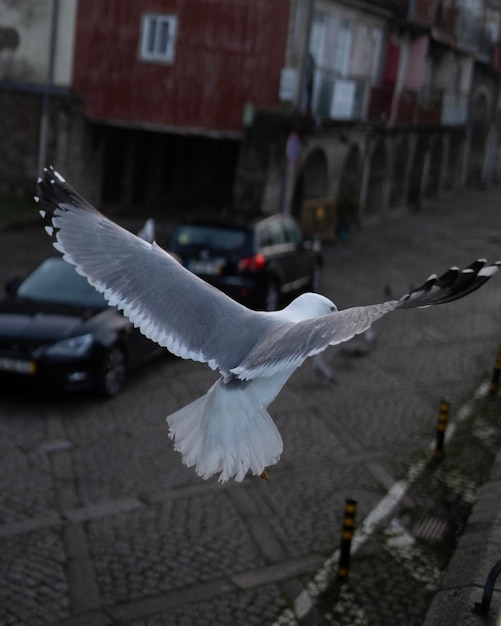 Ali di gabbiano che sorvolano il fondo urbano della città di Porto