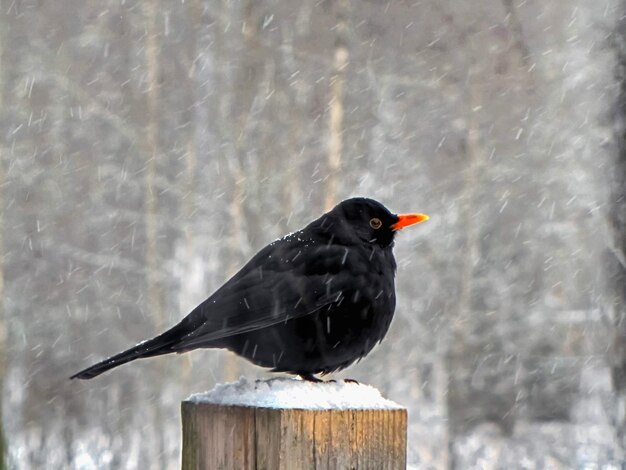 alimentatore per uccelli invernali congelato THRUSH nero