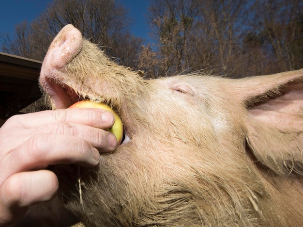 Alimentazione dei suini in un allevamento di animali e allevamento