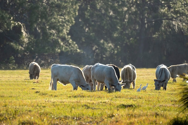 Alimentazione del bestiame su terreni agricoli pascoli Mucche da latte che pascolano su pascoli verdi nelle calde giornate estive