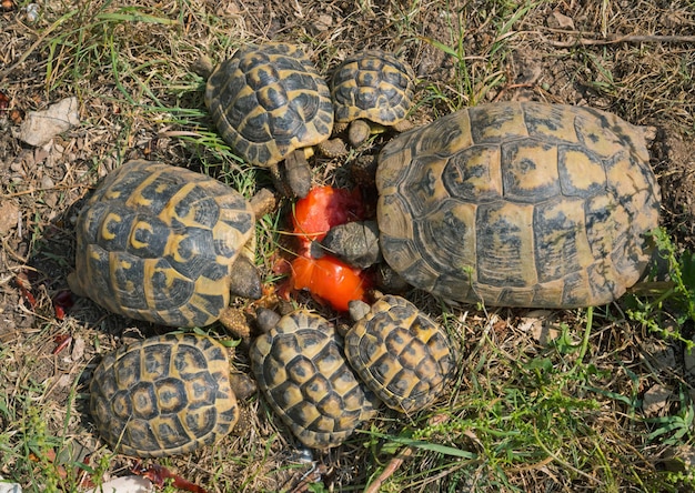 alimentazione delle tartarughe hermann