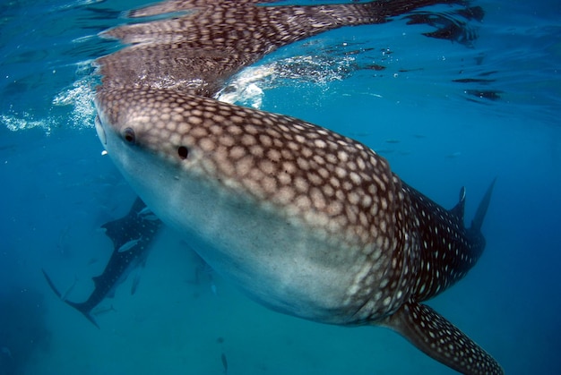 Alimentazione dello squalo balena. Immersioni e snorkeling a Oslob, nelle Filippine.