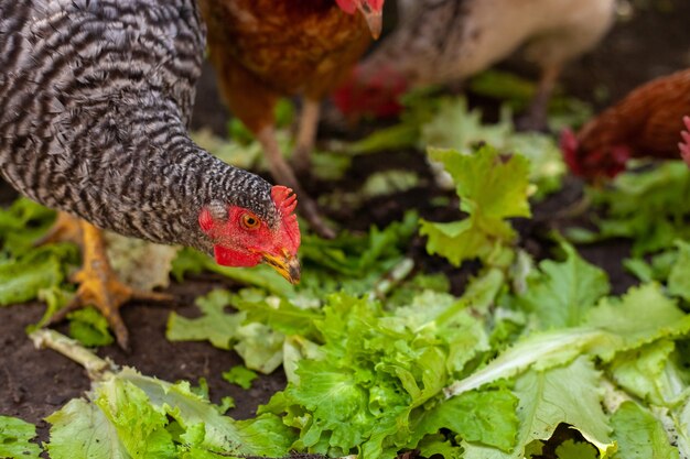 Alimentazione di pollo sul cortile rurale tradizionale Galline sul cortile in fattoria ecologica