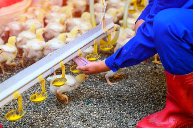 Alimentazione femmina un sacco di pulcini gialli in allevamento di polli Pollo giallo neonato in piedi a terra e mangiare dall'alimentatore