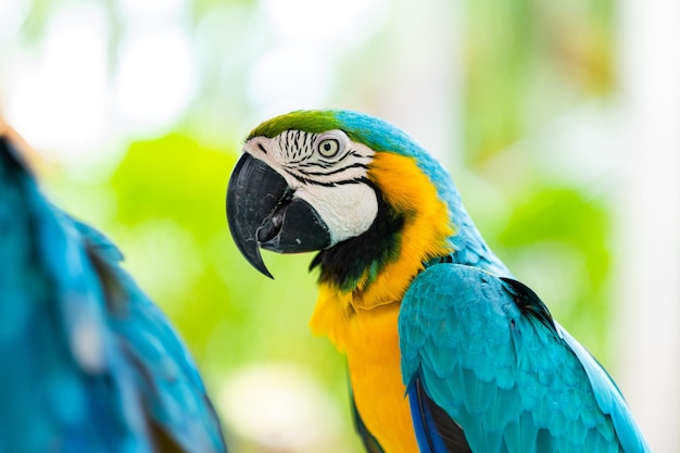 Alimentazione pappagallo natura uccello macaw