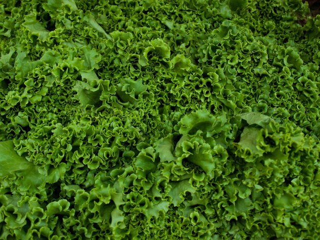 Alimenti biologici freschi al mercato degli agricoltori locali. I mercati degli agricoltori sono un modo tradizionale di vendere prodotti agricoli.