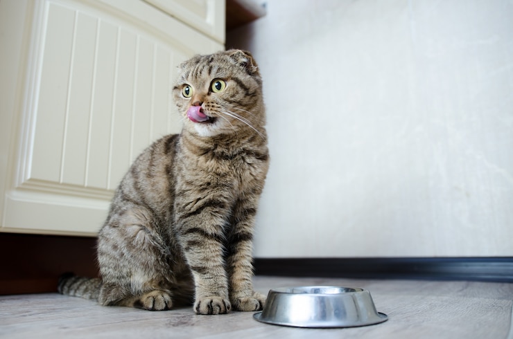 Foto alimento aspettante del gatto divertente affamato