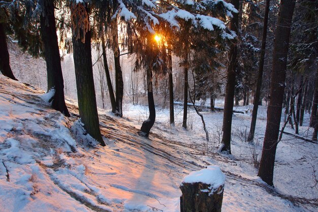 All'alba in un parco invernale, i raggi del sole passano attraverso un grande ramo di abete