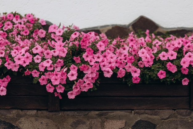 All'aperto in un vaso fiori rosa primo piano