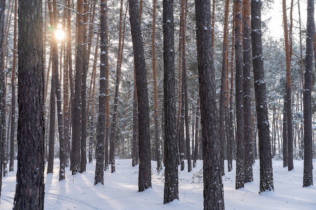 All'inizio del paesaggio primaverile della neve nella pineta.