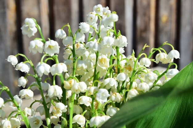 all'inizio della primavera foglie verdi di mughetto e fiori bianchi closeup messa a fuoco selettiva