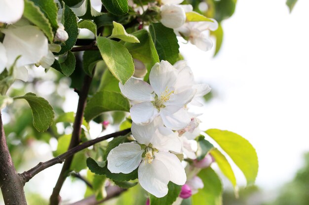 All'inizio della primavera il melo in fiore con fiori bianchi brillanti