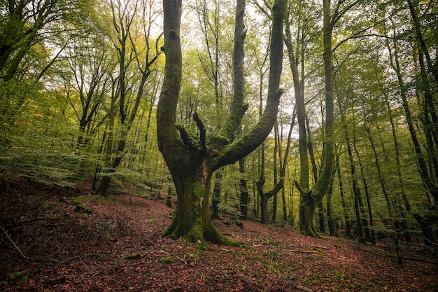 All'interno della foresta tipica dei Paesi Baschi in autunno con i colori verdi.