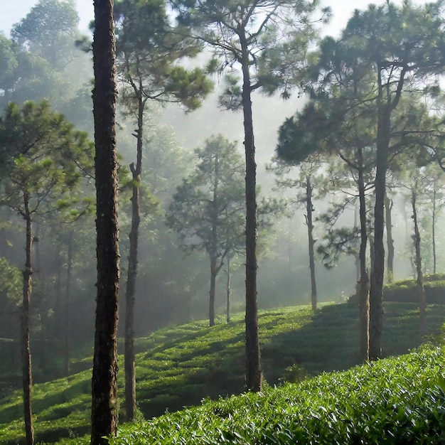 All'interno di una foresta girata durante l'inverno Indian forest fog tea estate