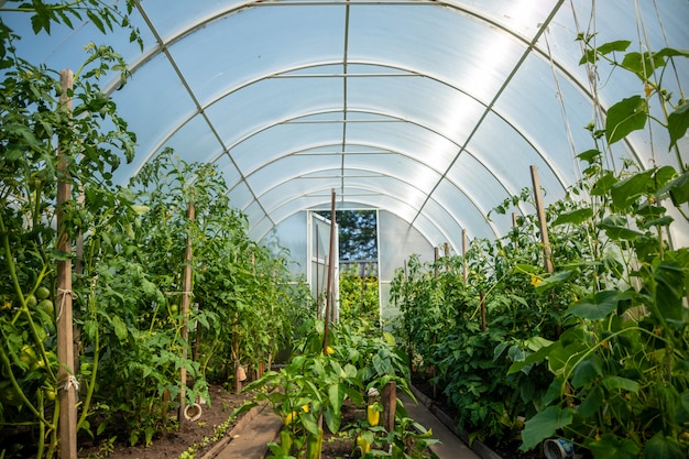 All'interno serra privata con piante nel giardino di casa