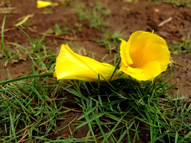 allamanda cathaetica fiore sull'erba