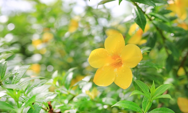 Allamanda Fiori con pioggia caduta nel giardino estivo.