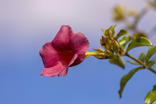 Allamanda Pianta da fiore del genere Allamanda