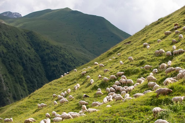 Alle pendici dei monti pascolano greggi di pecore