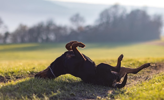 Allegre capriole rottweiler nel prato sotto il sole del mattino