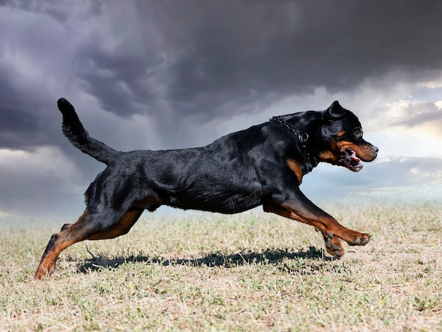 allenamento di agilità