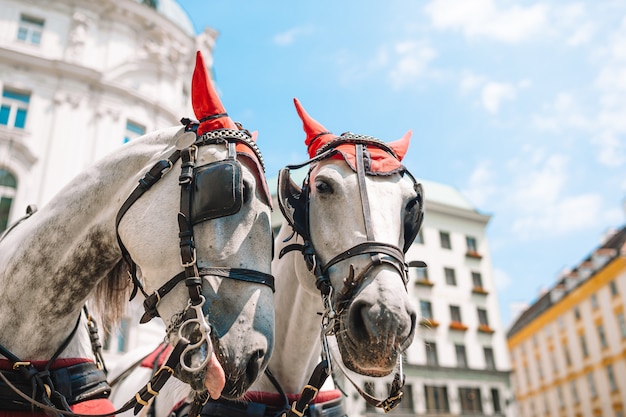 Allenatore di cavalli tradizionale Fiaker a Vienna Austria