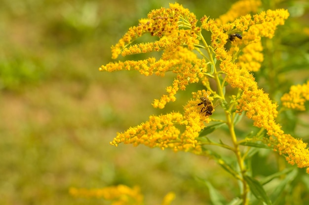Allergia al polline e alle piante Dettaglio di un'ape mellifera che impollina fiori gialli di Ambrosia con luce solare calda in una giornata estiva Gli insetti stanno lavorando sui fiori di ambrosia