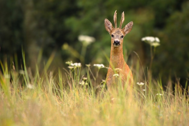 Allertato capriolo guardando alla telecamera. Capreolus capreolus.