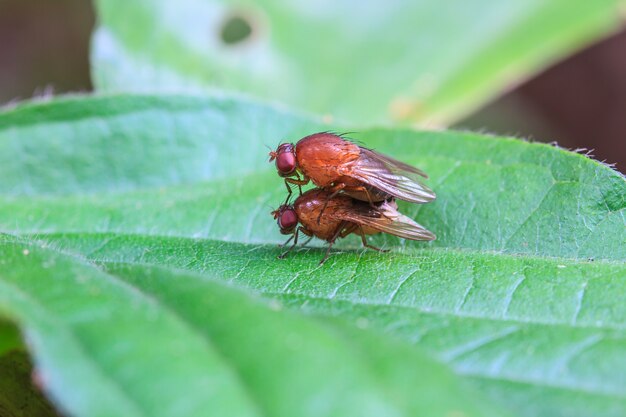 allevamento Blow fly