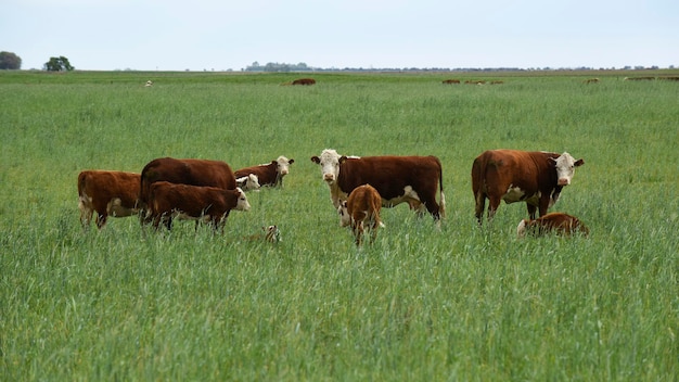 Allevamento di bestiame con pascoli naturali nella campagna della Pampa La Pampa ProvincePatagonia Argentina