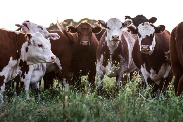 Allevamento di bestiame con pascoli naturali nella campagna della Pampa La Pampa ProvincePatagonia Argentina