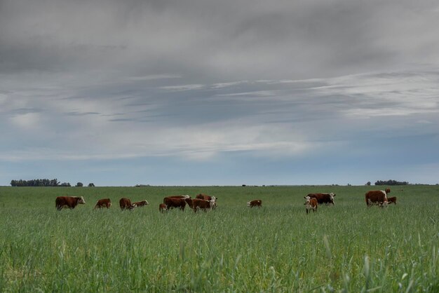 Allevamento di bestiame con pascoli naturali nella campagna della Pampa Provincia di La Pampa Patagonia Argentina