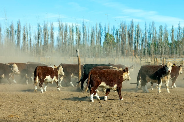 Allevamento di bestiame Hereford