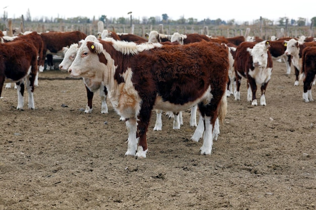 Allevamento di bestiame Hereford