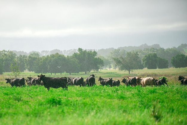 Allevamento di bestiame. Mandria di mucche al campo verde estivo.