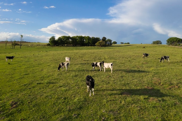 Allevamento di bestiame nella campagna della pampa provincia della Pampa Argentina