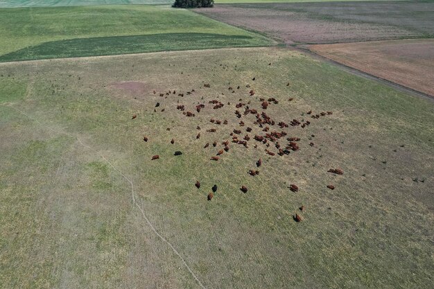 Allevamento di bestiame nella campagna della pampa provincia della Pampa Argentina