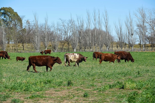 Allevamento di bestiame nella campagna della pampa provincia della Pampa Argentina